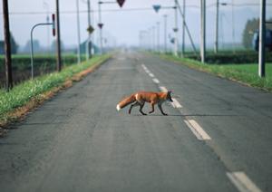 富山で車検を行う企業を探すなら